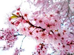 Izvor:http://marvinbowen.com/spring-tree-blossoms/